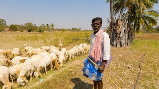 Kurubarahalli shepherd interview sheeprearing [upl. by Neerol]