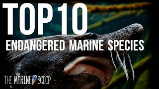 TOP 10 ENDANGERED MARINE SPECIES [upl. by Jordana]