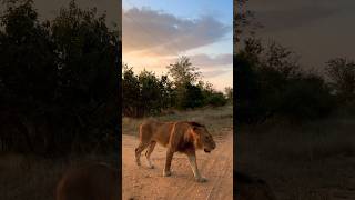 Lions A coalition of four males [upl. by Eugine]