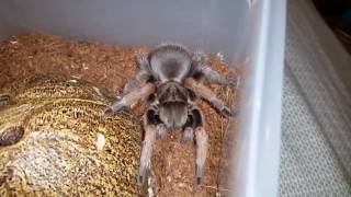 Aphonopelma gabeli [upl. by Noam]