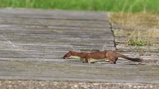 Hermelijnen Stoats [upl. by Assetan846]