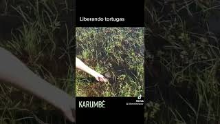 Karumbé liberando una tortuga rescatada rescatedeanimales tortuga [upl. by Gnauq251]