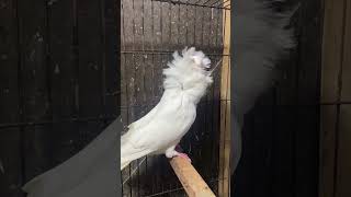 Jacobin pigeon piar for sale Ryk king birds pigeon kabutar parrot cat shotrs [upl. by Ayt109]