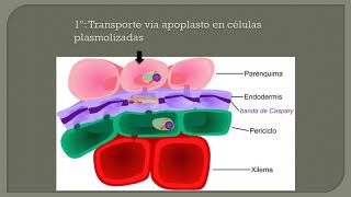 Unidad 19 Anatomía de raíz Endodermis y Sistema vascular 2° de 3 vídeos [upl. by Hersch]