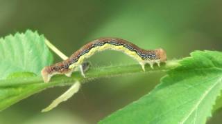 Linden Looper Moth Geometridae Erannis tiliaria Caterpillar [upl. by Drucill]