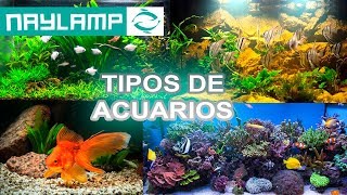 TIPOS DE ACUARIOS [upl. by Questa]