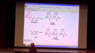 Glycogen Metabolism II [upl. by Niarfe]