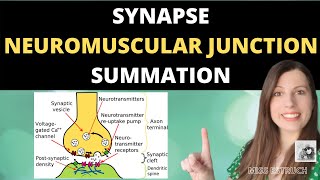 Synapses Neuromuscular Junction and Summation Cholinergic and inhibitory synapses [upl. by Ahsla]