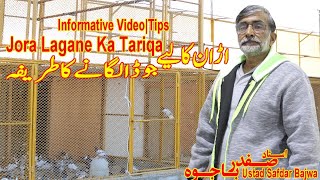 Ustad Safdar BajwaJoda lagane Ka TariqaParwazi Kabotar kaise BanayeInformative VideoTipsDiscuss [upl. by Laspisa]