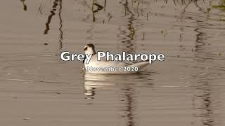 All three Phalaropes same Lancashire location  different years [upl. by Anama868]