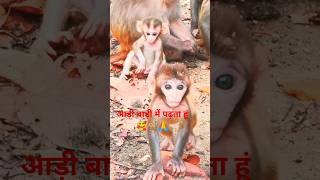 Monkey AADI BADI ME PADHTA HAI🥰🐒🙏funny monkey comedy animals [upl. by Giles]