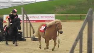 Shetland Pony Race [upl. by Nonad457]