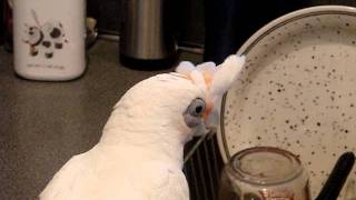 Moki the Bare Eyed Cockatoo doing dishes [upl. by Gagne187]