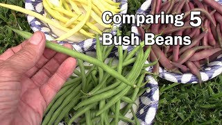 Comparing 5 Types Of Bush Beans Grown In Grow Bags And GreenStalk [upl. by Aciretahs]