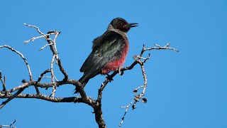 Lewiss Woodpecker in Oregon ODFW Research Project 2024 at White River Wildlife Area [upl. by Hamish]