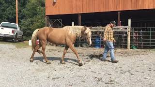 Sold839 5 yr old 15HH palomino TWH mare 900 [upl. by Savil]