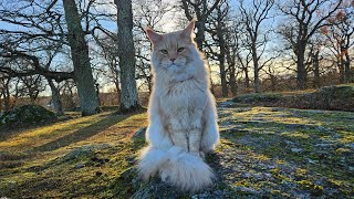 Maine Coon Adventures Livestream  The Castle Forest [upl. by Lucilla]