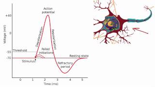 012 The Absolute and Relative Refractory Periods [upl. by Dorreg]