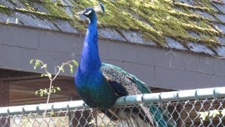 Schreie des Pfau  der Pfau schreit  Peacock cries cry  Vogelstimmen birdcall  Tierpark München [upl. by Annoel]