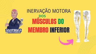 Inervação motora do membro inferior [upl. by Ahsaekal192]