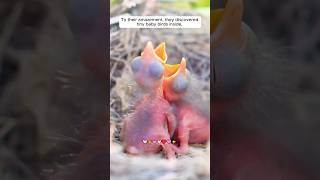 This family rescued bird nest fallen into water shorts [upl. by Aynwat887]