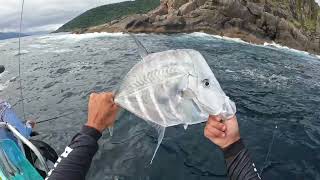 Anchova ataca pescadores em Ilhabela  buzyfish [upl. by Aubigny]