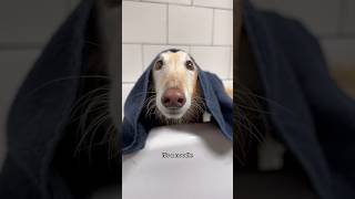 wash a noodle part 1 borzoi silkenwindhound puppy dogsofyoutube fyp shorts dogwash bathtime [upl. by Sternberg]