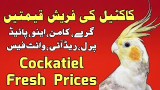 cockatiel fresh prices  cocktail bird price list  Cocktail fresh Rates [upl. by Rosalynd]