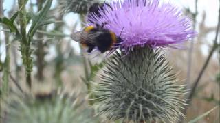 Hummel Flug brummen summen fliegt Geräusche Klänge HD Soundeffekte free [upl. by Annayar837]