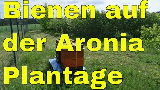 ✅✅ Bienen auf der Aronia Plantage während der Blütezeit ✅✅ [upl. by Laval]