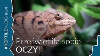 KAMELEON PRZEŚWIETLIŁ SOBIE OKO [upl. by Norha]