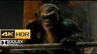 Dawn of the Planet of the Apes  Caesar vs Koba Part 1 4K HDR [upl. by Janyte302]