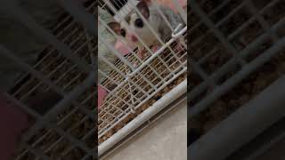 Baby sugar glider crabbing [upl. by Kory387]