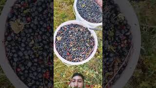 nature wildberry blackberry fruit elderberry berries newberry red blackberrys satisfying [upl. by Wolfie]