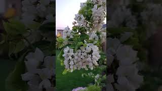 Robinia pseudoacacia Twisty Baby in full Bloom flowers locust [upl. by Akener852]