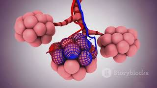 The Respiratory system of man anatomy and physiology of the respiratory system [upl. by Ardnuahs168]