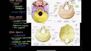 08 Anatomie Os occipitale  Hinterhauptsbein [upl. by Miguel198]