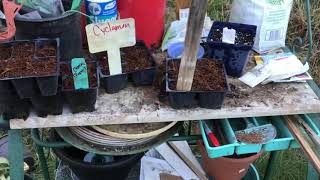 Seed Starting Hellebores Cyclamen amp More🌱💦 [upl. by Name]