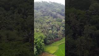 pengecoran Jalan Di Plosok Desa Bumiayu Brebes Hari ini Drone View shortvideo [upl. by Liebermann]