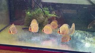 new alenquer discus [upl. by Mathilda852]