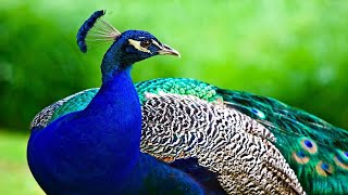 The Peacock Bird  Beautiful Peacock Opening its Feathers Display in Nature [upl. by Brittni]