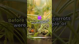 Purple Carrots A Colorful History growth facts interestingfactsyoutubeshorts viralvideo [upl. by Adnuhsat]