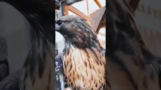 Eagles real voice 🦅 birds [upl. by Aryhs245]