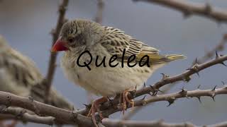 How to Pronounce Quelea [upl. by Llenej648]