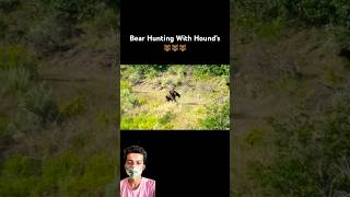 Bear Hunting With Hounds bear hunting [upl. by Hellah]