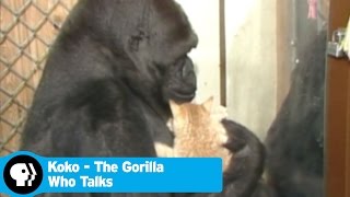 KOKO  THE GORILLA WHO TALKS  The Cutest Thing Youll See Today  PBS [upl. by Prissie588]