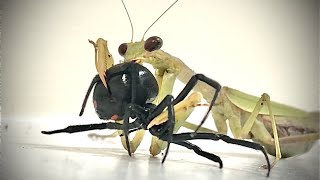 CAROLINA MANTIS VS BLACK WIDOW [upl. by Tailor]