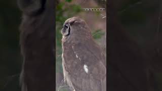 Verreauxs Eagle Owl Perched On A Tree [upl. by Endor]