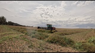 Harvest is quickly approaching  Windrowing Canola [upl. by Lalib563]