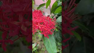 Ixora coccinea [upl. by Bowrah]